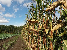 PK-004 - A nemesítés új iránya! Organikus kukorica előrendelési AKCIÓ! SZEMES/SILÓ