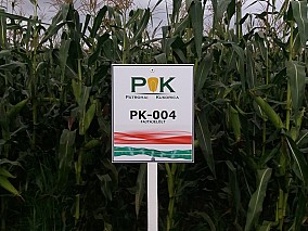 PK-004 - A nemesítés új iránya! Organikus kukorica előrendelési AKCIÓ! SZEMES/SILÓ