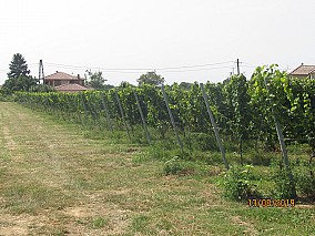 Villányi borvidéken szőlőterület eladó